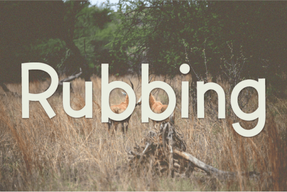 Rubbing Typeface Review: A Creative Sans Serif for Campaign Visuals